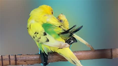 Budgies Mating Call Sound In Cage Parakeets Mating Behavior Sound