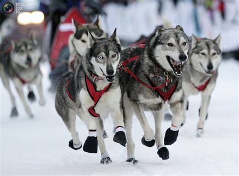 Sled Dog Race Biological Science Picture Directory
