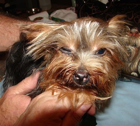 Yorkshire Terrier Eye Problems What Actions Should Be Done First
