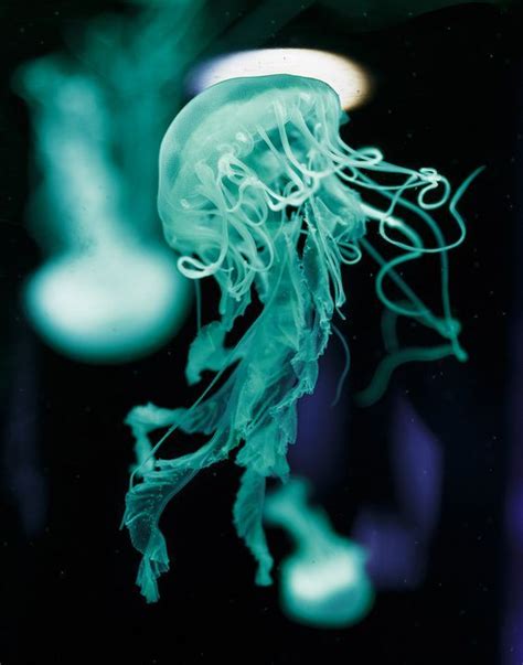 Blue Jellyfish Jellyfish Photography Ocean Life Jellyfish Illustration