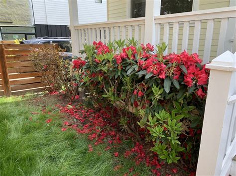 Identification What Is This Red Flowering Shrub Gardening