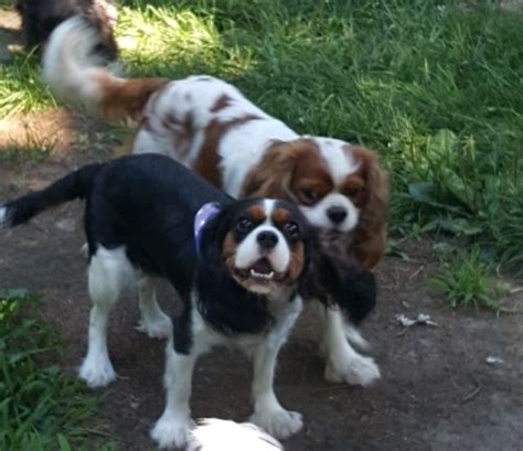 Cavalier king charles spaniel puppies for sale in brighton, illinois united states. Cavalier King Charles Spaniel Puppies For Sale ...