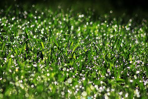 Clean Field Grass Landscape Lawn Outdoor 4k Wallpaper Coolwallpapersme