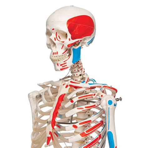 Human Skeleton Model Max Human Anatomical Skeleton Painted Muscles