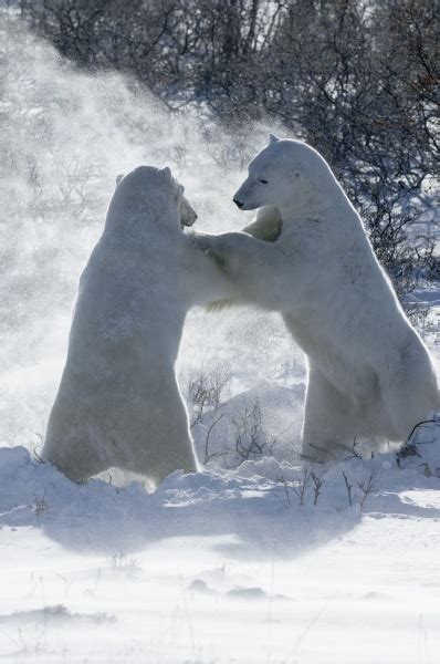 Two Polar Bears Standing Upright On Their Hind Legs Royalty Free