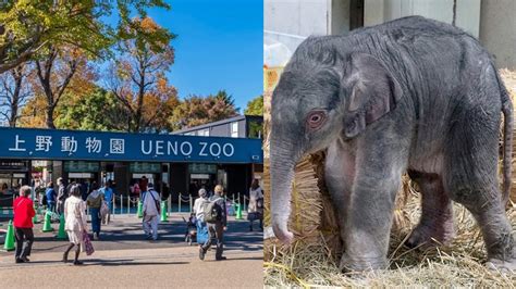 ครั้งแรกใน 138 ปี! สวนสัตว์ญี่ปุ่นผสมพันธุ์ลูกช้างไทยสำเร็จตั้งแต่เปิดให้บริการ