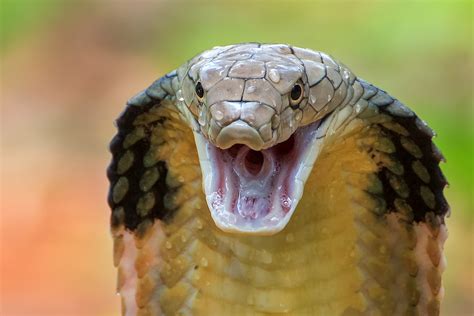 Il Serpente Houdini Scappa Alla Grande Il Collare Doro