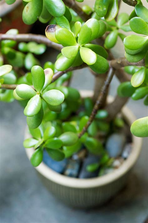 The 10 Best Succulents To Grow Indoors Better Homes And Gardens