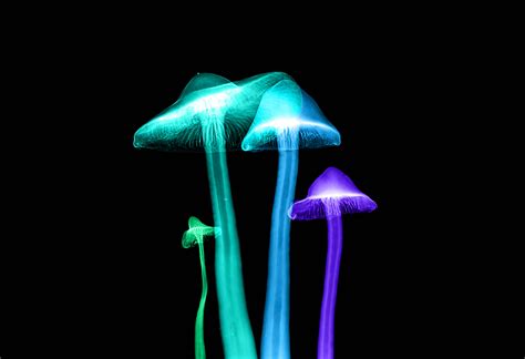 Download A Beautiful Display Of Glowing Mushroom Lights Wallpaper