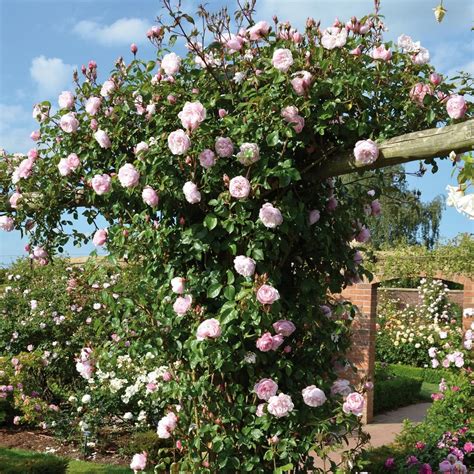 The Generous Gardener A Lovely Light Pink Rose Climbing Roses