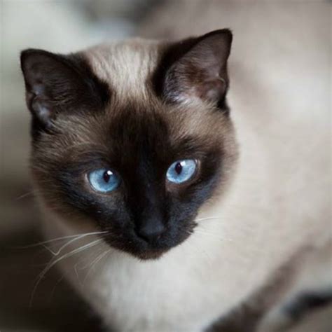 Il Siamese Il Gatto Dagli Occhi Azzurri