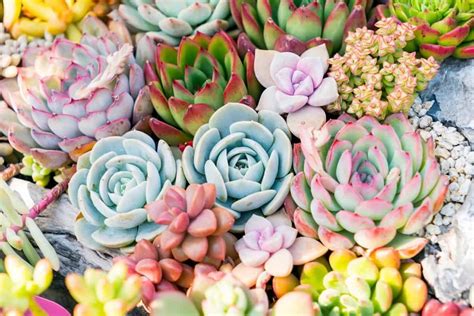 Colorful Succulents For Sale The Top Places To Buy Online Sublime