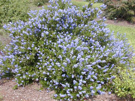 Drought Tolerant Ceanothus Makes A Beautiful Addition To The Garden