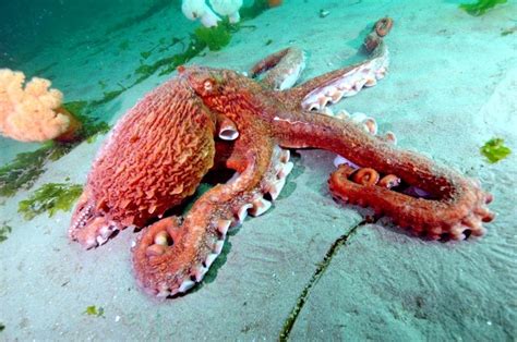 Giant Pacific Octopus Facts Habitat Diet Life Cycle Baby Pictures