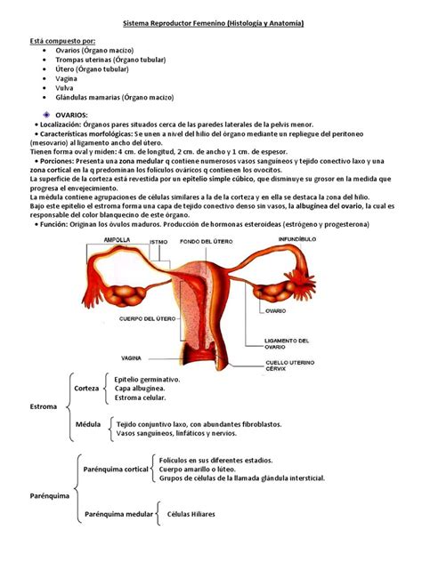 Reproductor Femenino Histología Y Anatomía Vagina Ciclo Menstrual