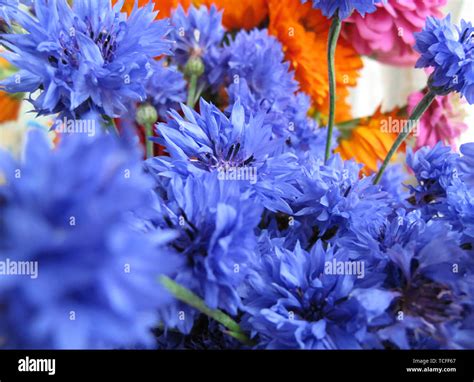 Bouquet With Bright Blue Cornflowers Flowers Stock Photo Alamy