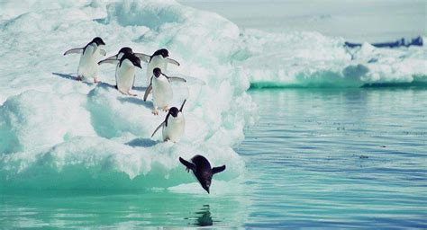 ¿qué Animales Comen Pingüinos