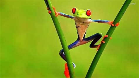 Frog Desktop Wallpapers Top Free Frog Desktop Backgrounds