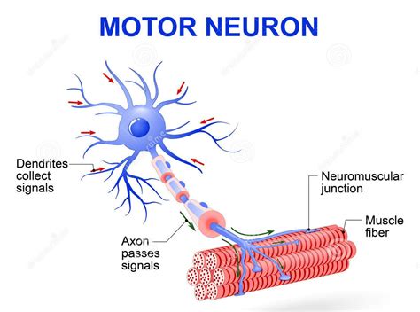 Myelinated Motor Neurons Function Location Types