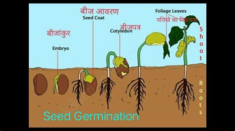 Chapter 5 Seeds And Seeds Seed Germination Grade 5 Evs Ncert