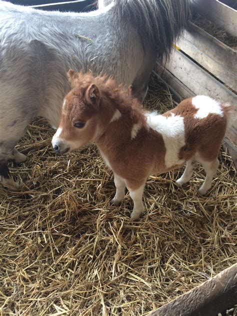 Cute Miniature Pony Foal
