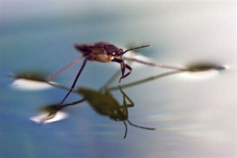 What Is Surface Tension Definition And Experiments