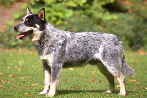 Queensland Heeler Puppies For Sale From Reputable Dog Breeders