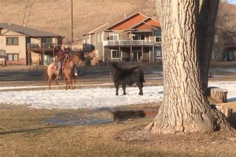 Watch Escaped Bull Lassoed At Rapid City Golf Course