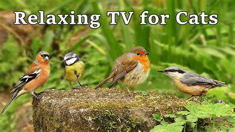 Videos For Cats To Watch Calming Tv For Cats To Watch Birds Bird
