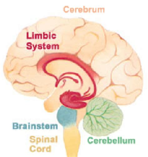 Basal Ganglia And Limbic System