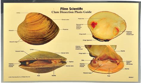 Clam Dissection Photo Guide Pkg Of 5 Flinn Scientific