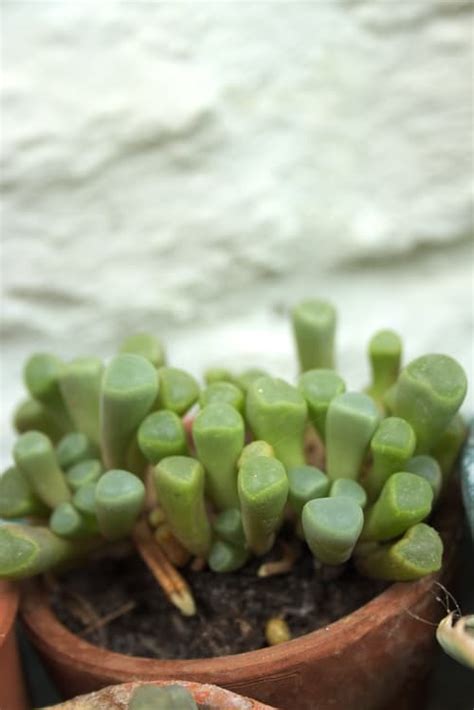 Baby Toes Succulent Fenestraria Care And Info Houseplant Central