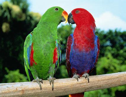 About types of parrots as a pet bird choice: Types of Macaws to Consider as a Pet