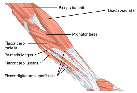 Medial Epicondyle Tendinopathy Physiopedia