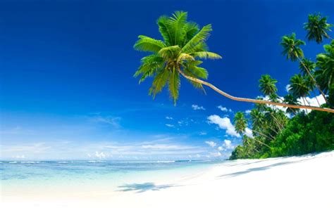 Tropical Backgrounds For Computer Wallpaper Cave