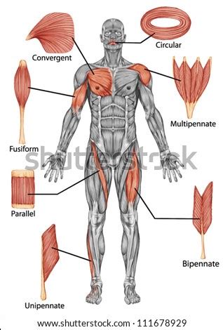 Anatomy Male Muscular System Posterior View Stock Vector 111678929