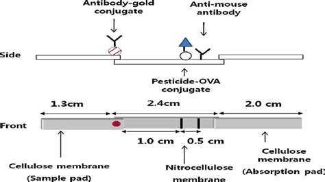 Schematic Diagram Of The Lateral Flow Ica Test Strip 14 Download