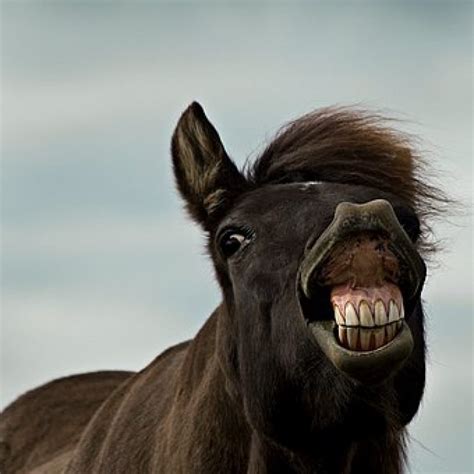 Funny Ugly Horse Face Lucu Sekali Ayo Ketawa