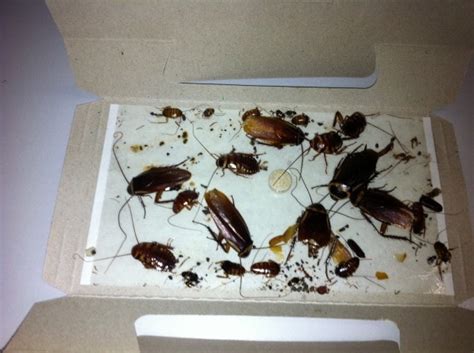 Rampaging Roaches Becoming Almost Impossible To Kill Corkys Pest Control Services And Termite