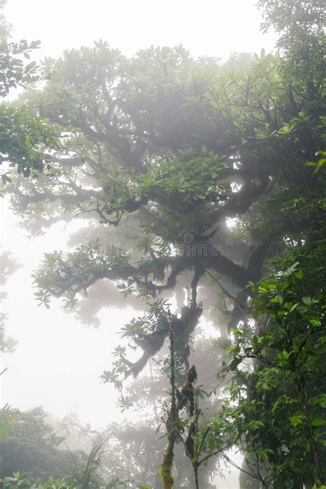 Deep In Lush Foggy Rainforest Stock Photo Image Of Haze Nature 92840604