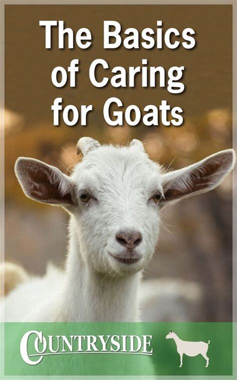 The Basics Of Caring For Goats Backyard Goats Goats Goat Care
