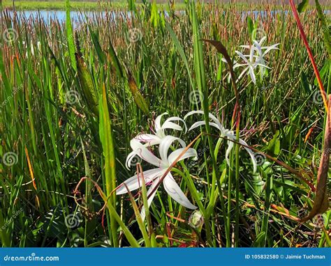 Swamp Lily Flower Stock Photo Image Of Everglades Idyllic 105832580