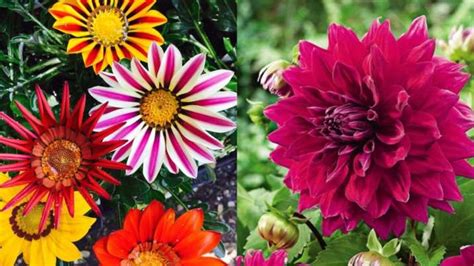 7 Easy To Grow Winter Flowering Plants To Bring Colour And