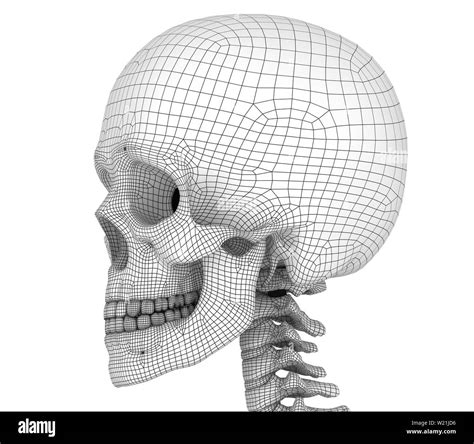 Human Skull Skeleton Isolated Medically Accurate 3d Illustration