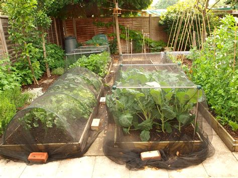 Vegetable gardens can also be beautiful—arrange your plants in patterns or rows that are pleasing, use decorative containers, or mix. Mark's Veg Plot: Gardening advice for Beginners - Part 1