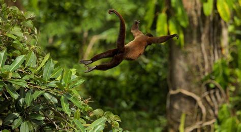 Monkey Swinging Through The Rain Forest Magazine Articles Wwf