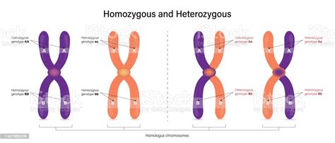 Ilustración De La Diferencia De Homocigoto Y Heterocigoto Vector