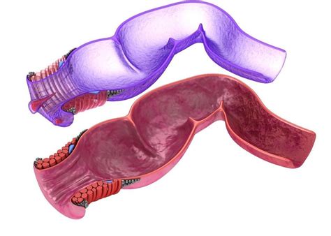 Human Anatomy Rectum And Hemorrhoids 3d Model Cgtrader