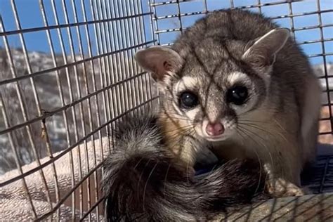 Rare Ringtail Cat Rescued After Hiding Out In Colorado Kohls Shoe