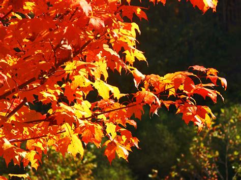 Yellow Orange Autumn Leaves Free Stock Photo Public Domain Pictures